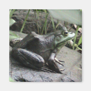 Bullfrosch-Seitenansicht Magnet