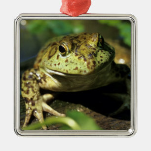 Bullfrosch. Silbernes Ornament