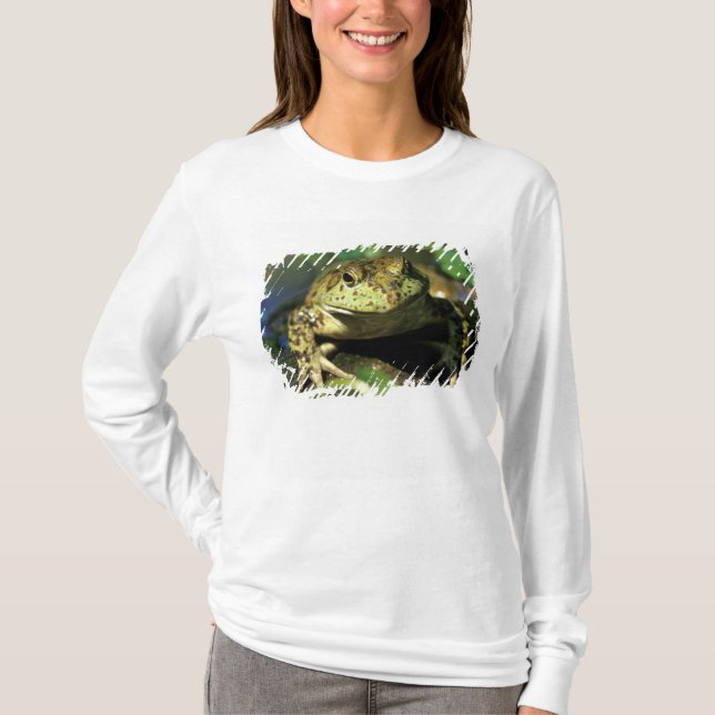 Bullfrosch. T-Shirt (Vorderseite)