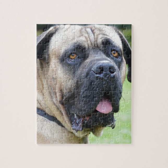 Bullmastiff (Vertikal)
