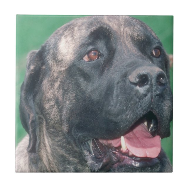 Bullmastiff Brindle Fliese (Vorderseite)