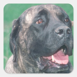 Bullmastiff Brindle Quadratischer Aufkleber