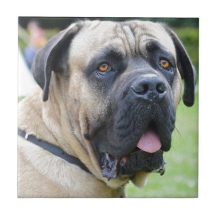Bullmastiff Fliese