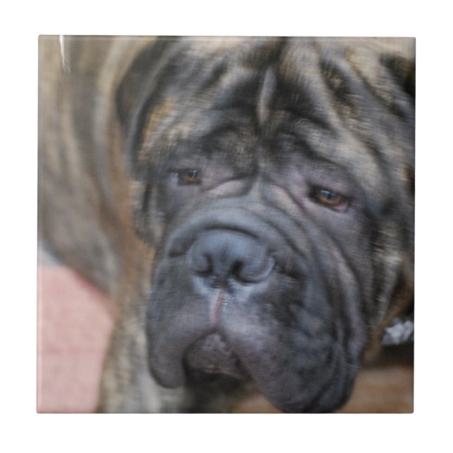 Bullmastiff Fliese (Vorderseite)