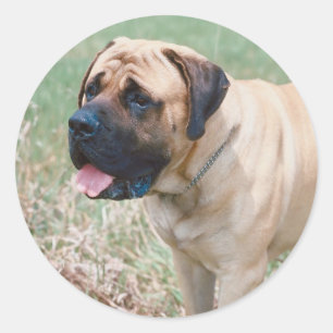 Bullmastiff Runder Aufkleber