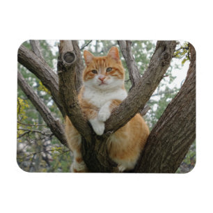 Bullock 3"x4"-Magnet Magnet