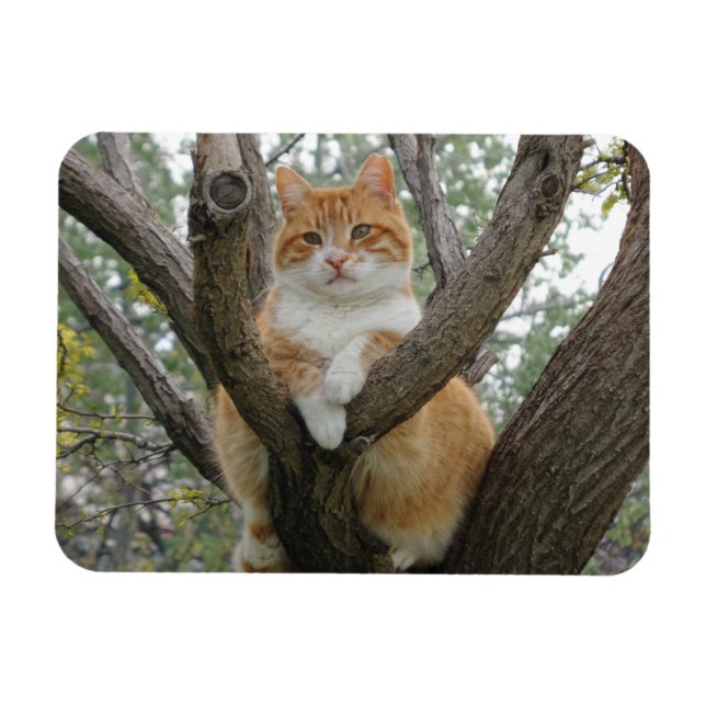 Bullock 3"x4"-Magnet Magnet (Horizontal)