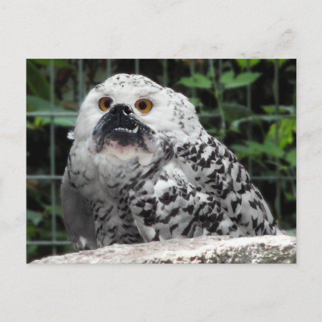 Bullowe Postkarte (Vorderseite)