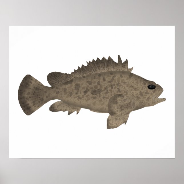 Bullrout Poster (Vorne)