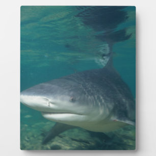 Bullshark Fotoplatte