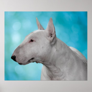 Bullterrier-Druck Poster