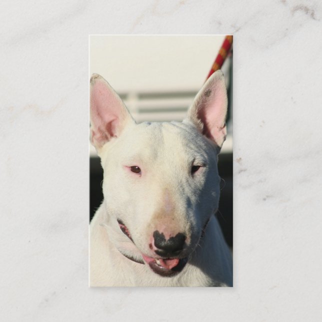 Bullterrier-Visitenkarten Visitenkarte (Vorderseite)