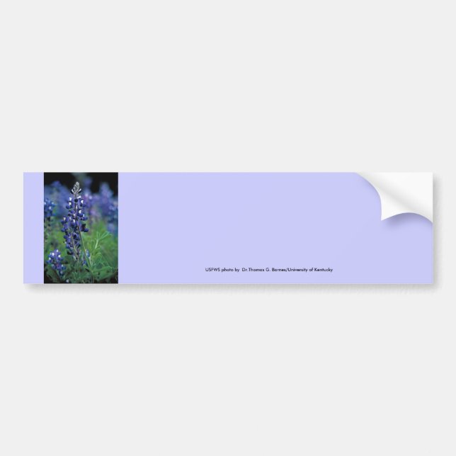 Bumbersticker/TexasBluebonnet Autoaufkleber (Vorne)