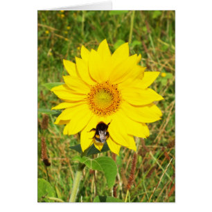 Bumble abeille sur une carte de fleurs de tourneso