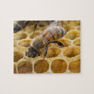 Bumble Bee Inside Honeycomb Jigsaw Puzzle