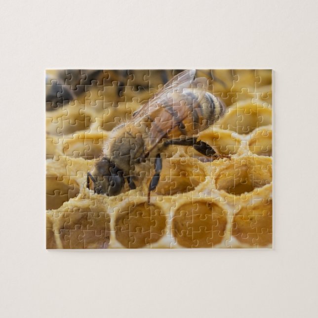 Bumble Bee Inside Honeycomb Jigsaw Puzzle (Horizontal)