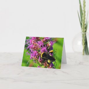 Bumble Bee on Blazer Star