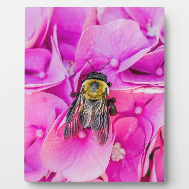 Bumble Bee On Hydrangea Fotoplatte (Vorderseite)