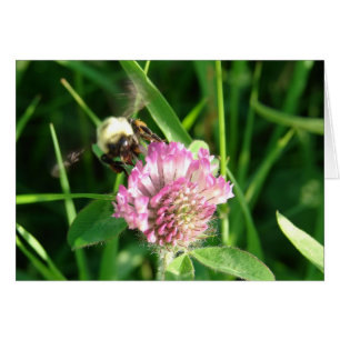 Bumble Bee sur le trèfle rouge, toute occasion vid
