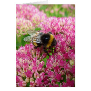 Bumble Bee sur Sedum