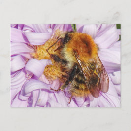 Bumble Bee sur une carte postale Michaelmas Daisy