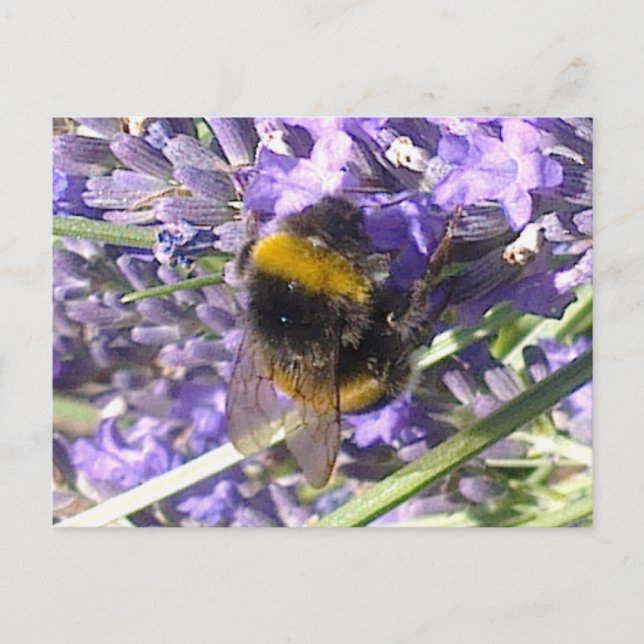Bumblebebe sur carte postale Lavender (Devant)
