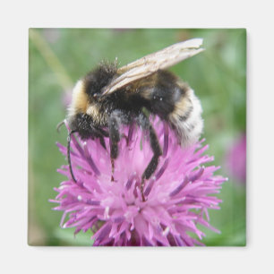 Bumblebebe sur un aimant à frigo Thistle
