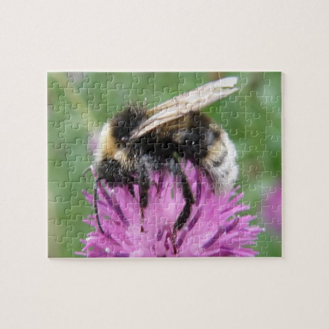 Bumblebebe sur un puzzle de chardon (Horizontal)