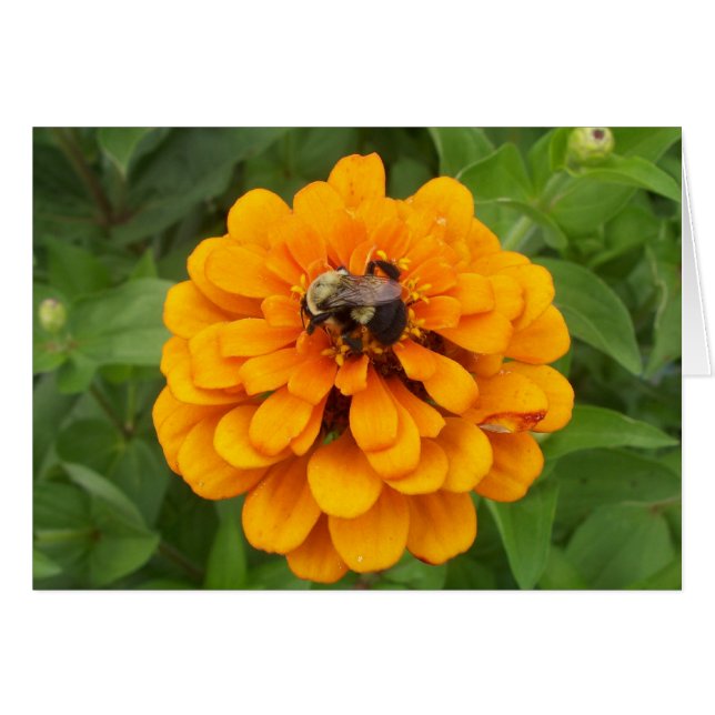 Bumblebee (Devant horizontal)