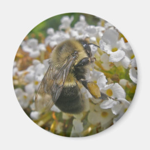 Bumblebee avec Paniers de pollen Magnet