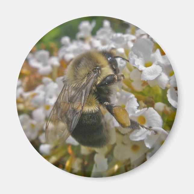 Bumblebee avec Paniers de pollen Magnet (Devant)