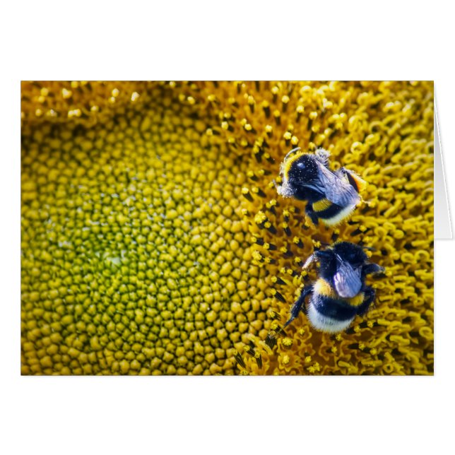 Bumblebees sur tournesol (Devant horizontal)