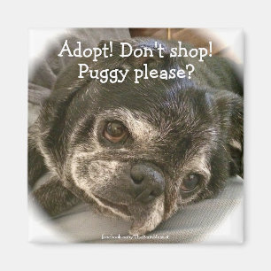Bumblesnot Magnet: Puggy bitte? Magnet