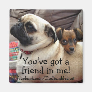 Bumblesnot Magnet: Sie haben einen Freund in mir! Magnet