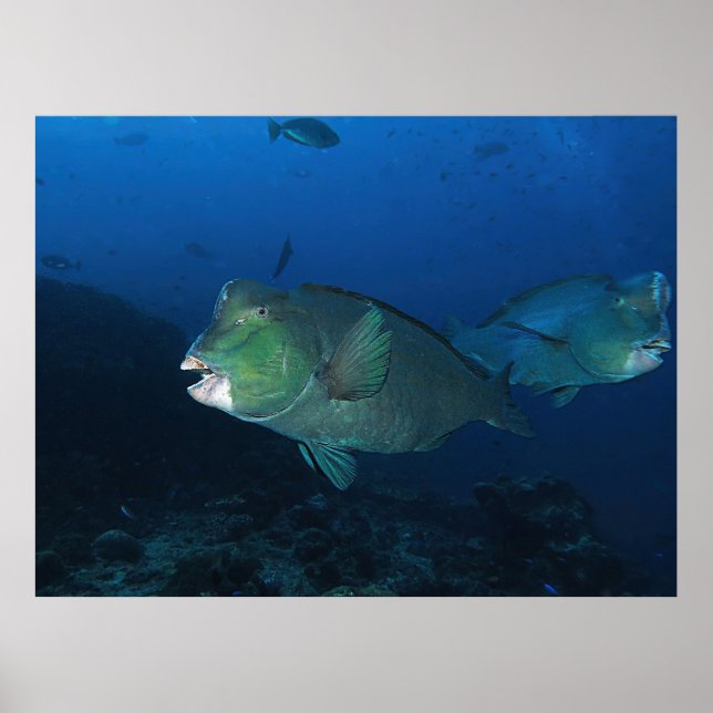 Bumphead Parrotfish Poster (Vorne)