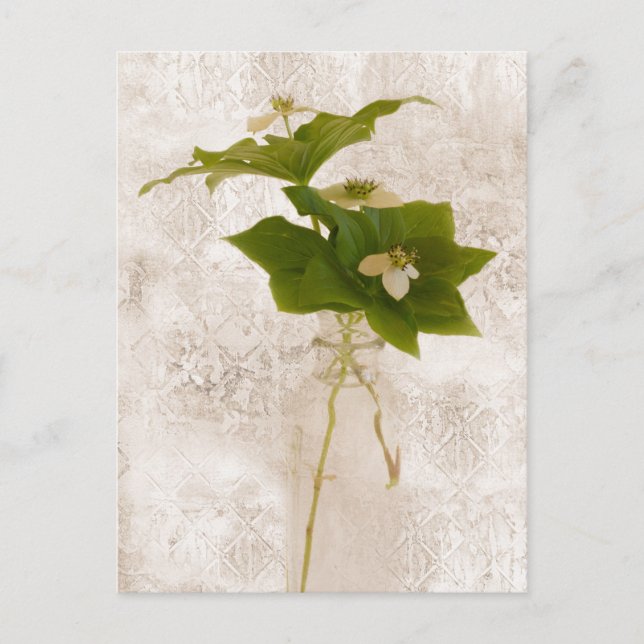 Bunch Berry - Carte postale Dogwood sauvage (Devant)