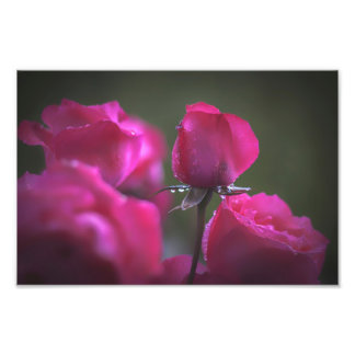 Bunch of Pink Roses (Landscape) Fotodruck