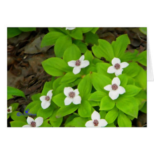 Bunchberry