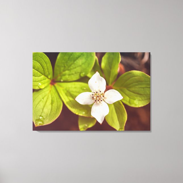 Bunchberry Leinwanddruck (Vorderseite)