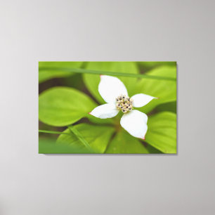Bunchberry Leinwanddruck