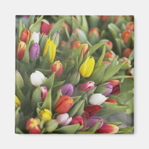 Bündel der bunten Tulpen Magnet