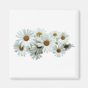Bündel weiße Gänseblümchen Magnet