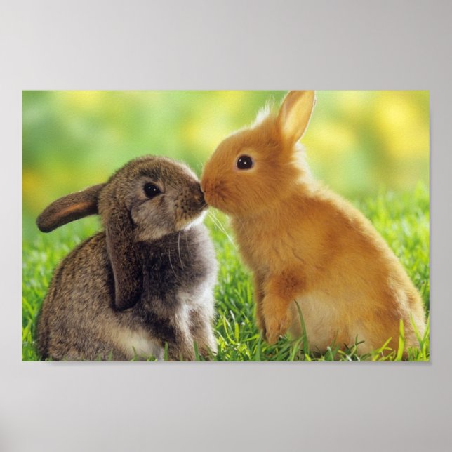 Bunnies Poster (Vorne)