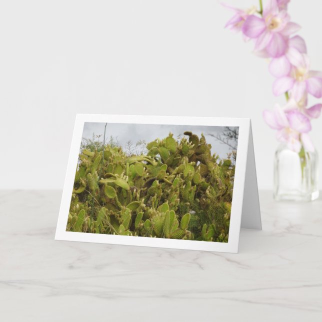 Bunny Ears Cactus, Opuntia Microdasys Karte (Orchidee)