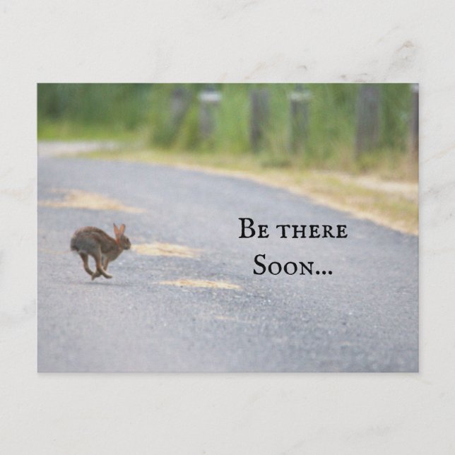 Bunny Foto Postcard Feiertagspostkarte (Vorderseite)