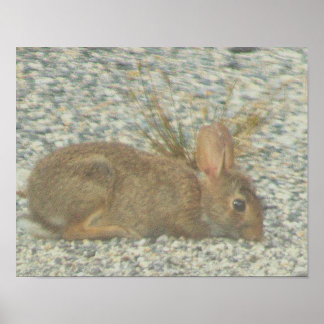 Bunny Foto Poster (Vorne)