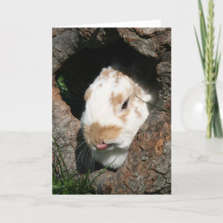 Bunny humbug feiertagskarte