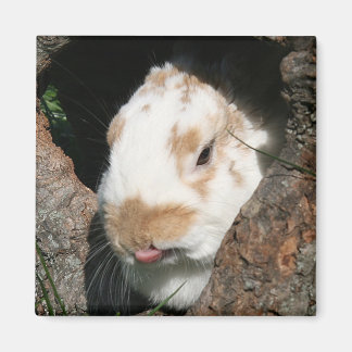 Bunny Humbug Magnet