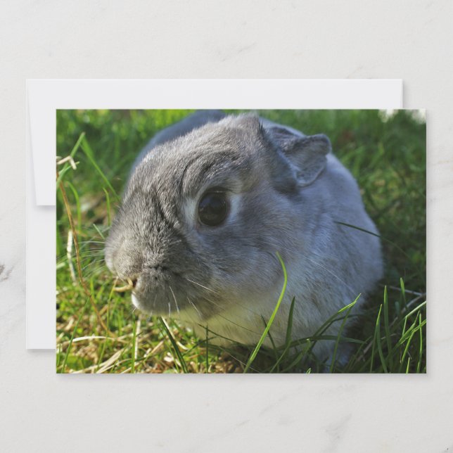 Bunny ist Nah hoch (Vorderseite)