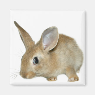 Bunny-Magnet Magnet